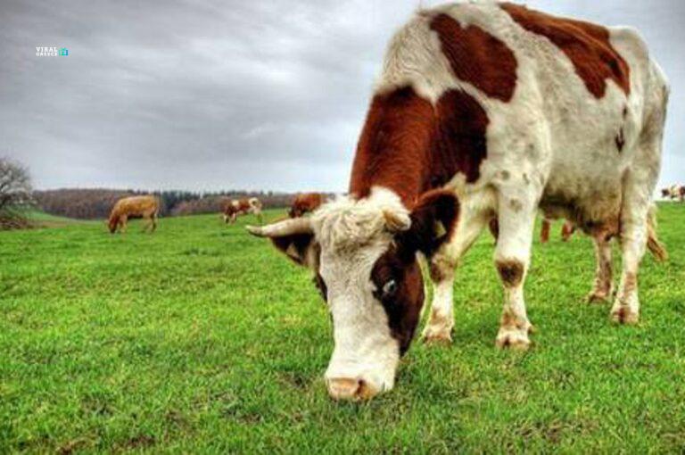 24144_type13262-mxB7av3V7kfyXL7b