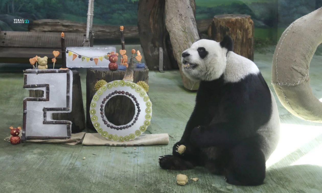 4333509d panda 20 A8541PKXpKTL8KGX