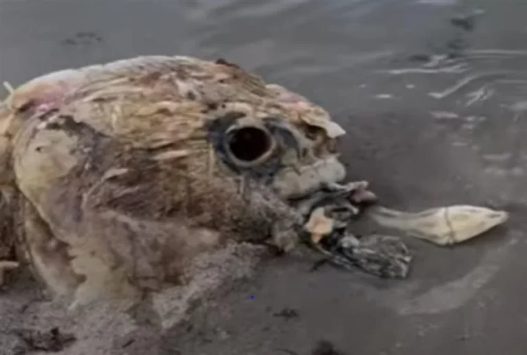 5c1fdf8f-ad37-4cea-925a-3f41597a92b8-YX4b3ZDqwqUGe1oL