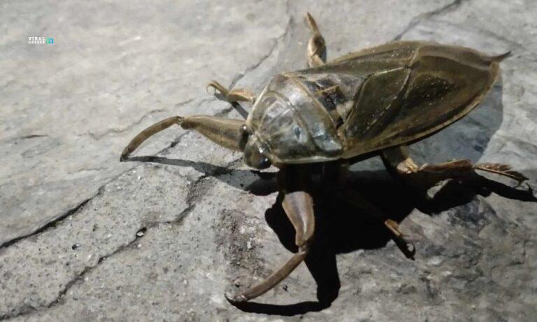 7818a3f4-lithokeros-dOq4BJ9ZllHB5wK5