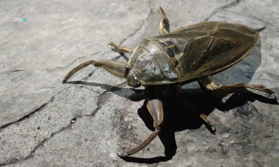 7818a3f4 lithokeros dOq4BJ9ZllHB5wK5