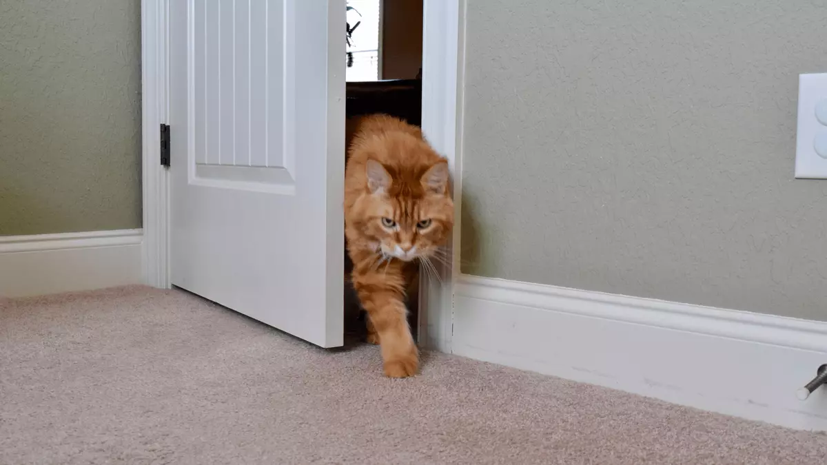 a cat door vs the door buddy which interior cat door is best m5Kb0J6DQXC08b05