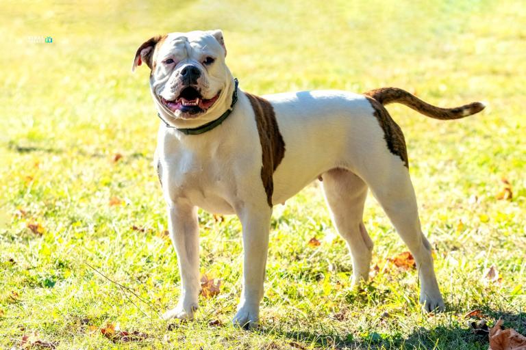 american bulldog d95gQpWQ2jIVRjqX