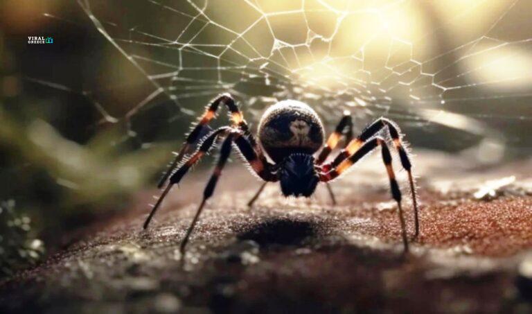 araxni-leukada-ok-mP4QOQ0keeTVKBbo