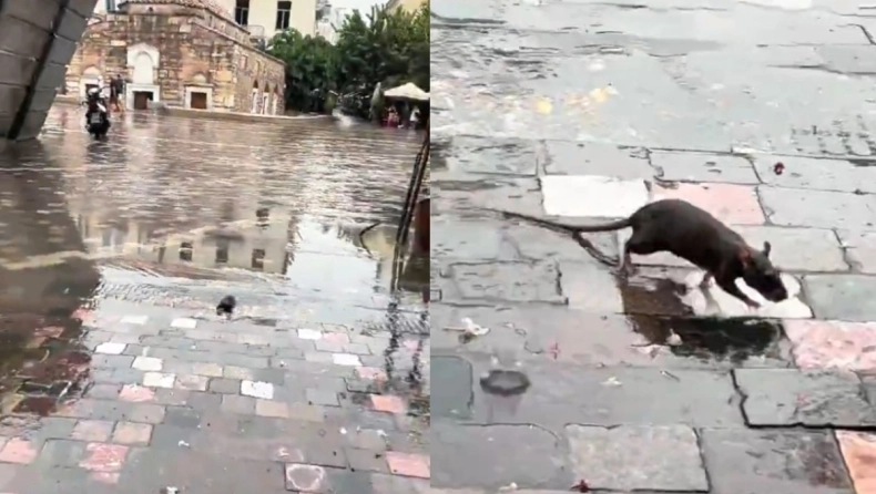 Αρουραίος έσπειρε πανικό στο Μοναστηράκι ( VIDEO) arrouraios mk39bQ0ONghJEBa7