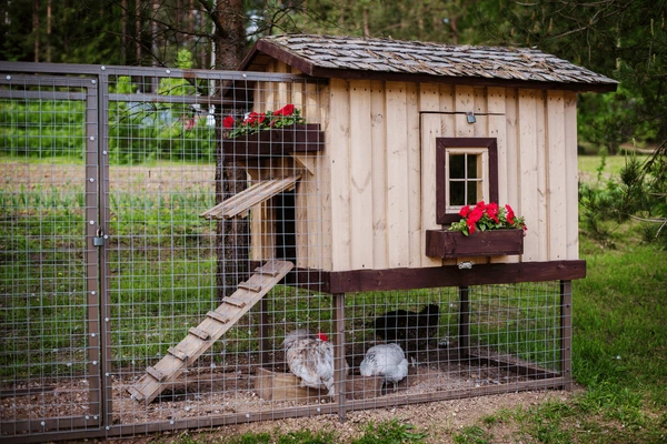beautiful-wooden-chicken-coop-house-600nw-2003620121-m2WQDyZvvPSW2X6D