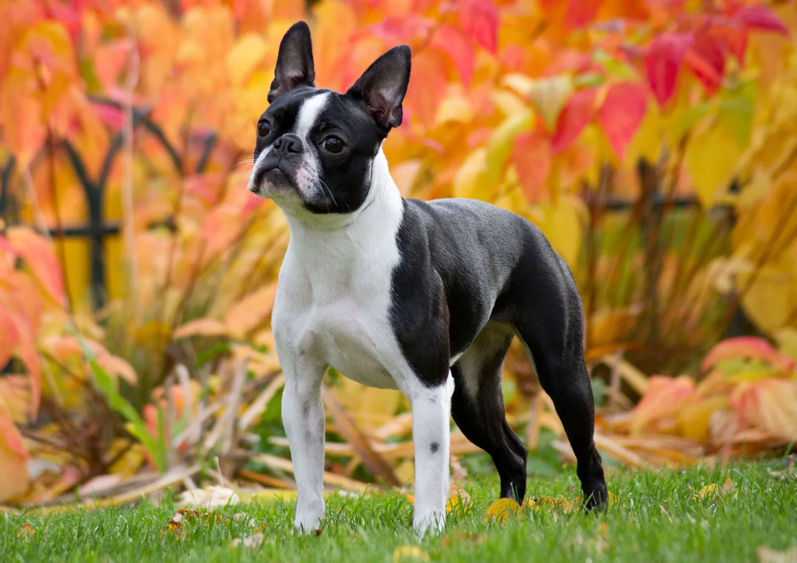 boston terrier dog YD04Qp5OVNFbMPja