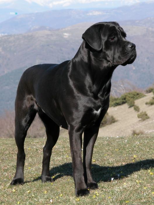 cane corso m7VKQpNJ89cwKZ6Y