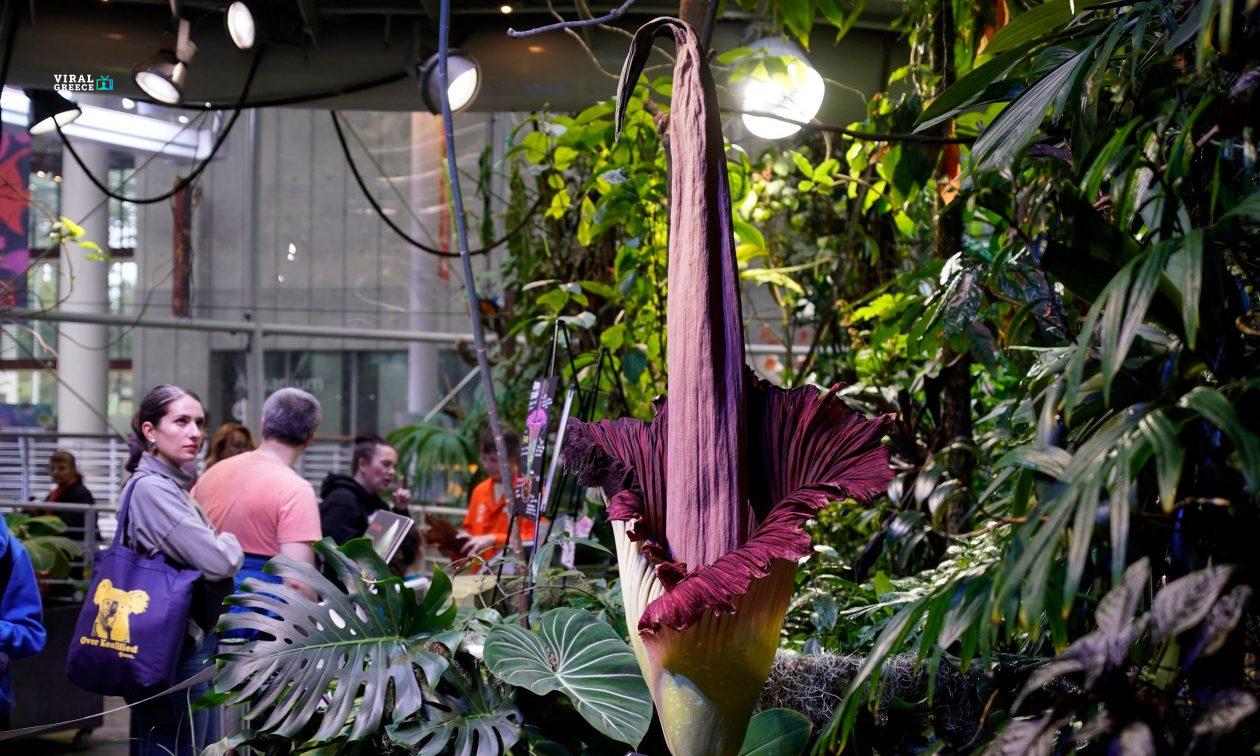 Ποιο είναι το «λουλούδι-πτώμα» και γιατί έχουν μαζευτεί όλοι να δουν την άνθισή του ( VIDEO ) cc2e653c gettyimages 2049452645 AGB6QWGGJ9sD2oNM