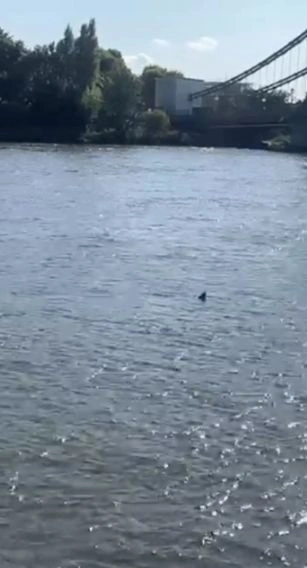 Καρχαρίας εμφανίστηκε στο... Λονδίνο clipboard 07 25 2024 01 m6LJPzejaMFgkPK8