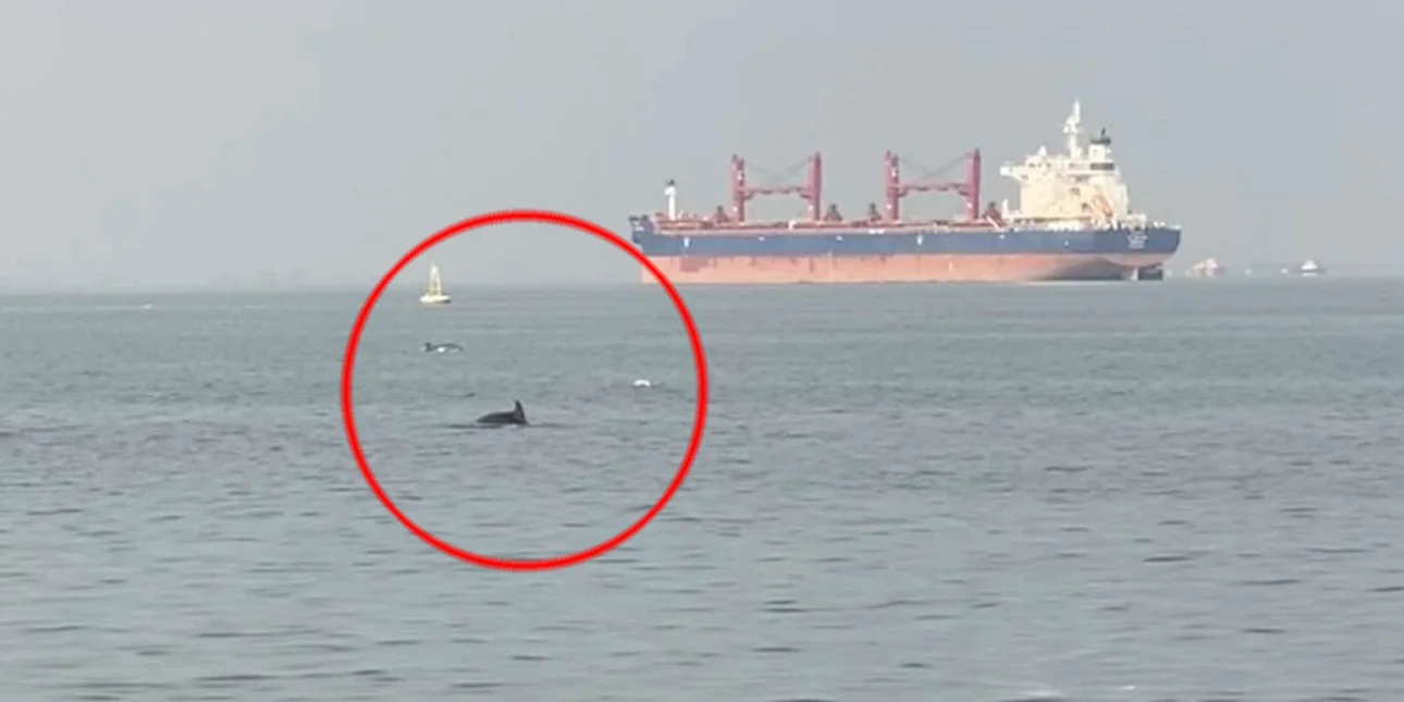 delfinia thermaikos 11 10 24 1 2.jpg mp8vzarlXGSbr4XL