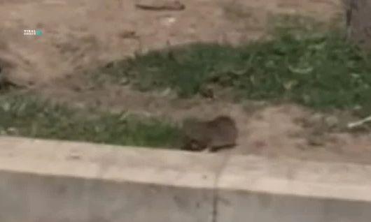 e56fc3a1-arouraios-syntagma-YZ9byR8D6zteB3b7