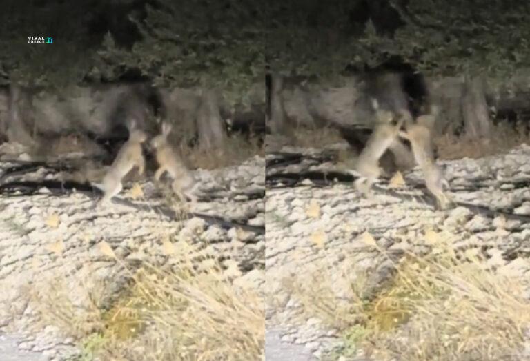 fotojet-36-YBg4oJZ7oruVkqxo