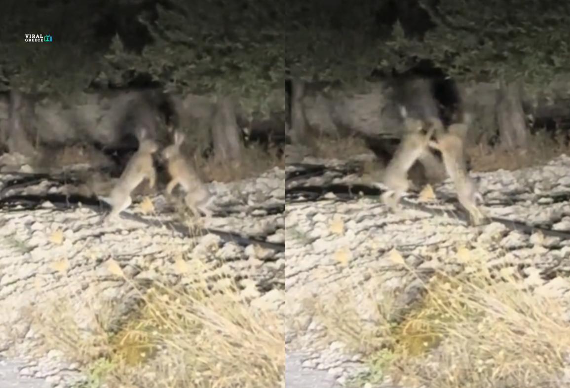 Λαγοί Παίζουν… Άγριο Ξύλο fotojet 36