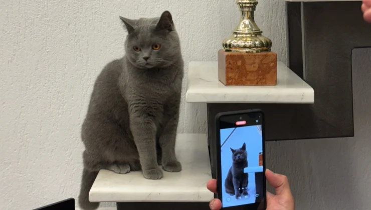 gata-kinito-740x420-m2Wp4L5lOwcbPRn3