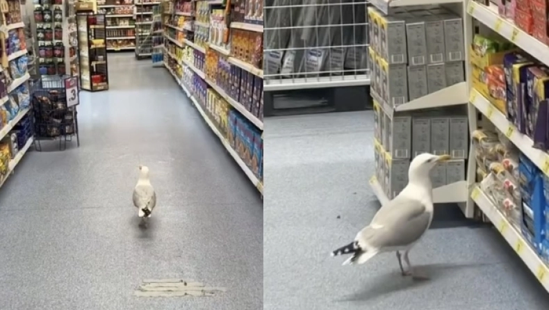 Γλάρος έκλεψε σνακ από σούπερ μάρκετ glaros 0