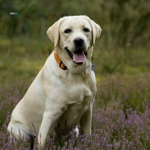 labrador retriever dog breed info AE04QvRKLpIKZjLV
