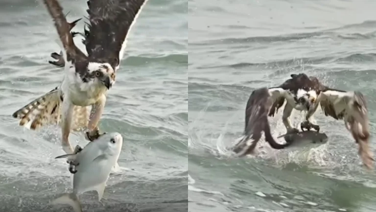 osprey-Yan9y458V8sOxPLm