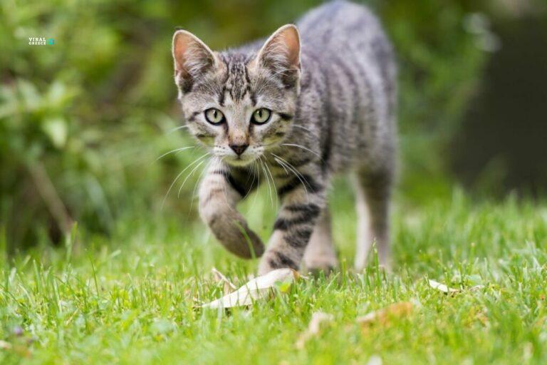 outdoor-kitten-explores-the-garden-768x512-A1aJK7NzrXh1N8n8