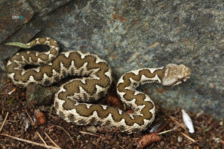 oxia-vipera-m7Vw5k9lwjSknoDp