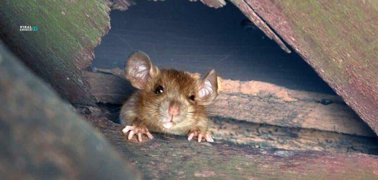 pontikia-orofi-Yg2978o47Jtal2M2