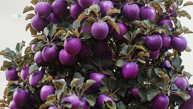 purple-620x350-Yg2WEyMenkHpyqJx