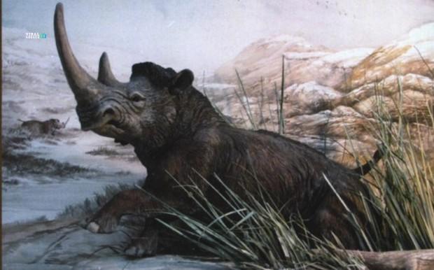 rino_b-AzGeRnGvxJFLPvM8