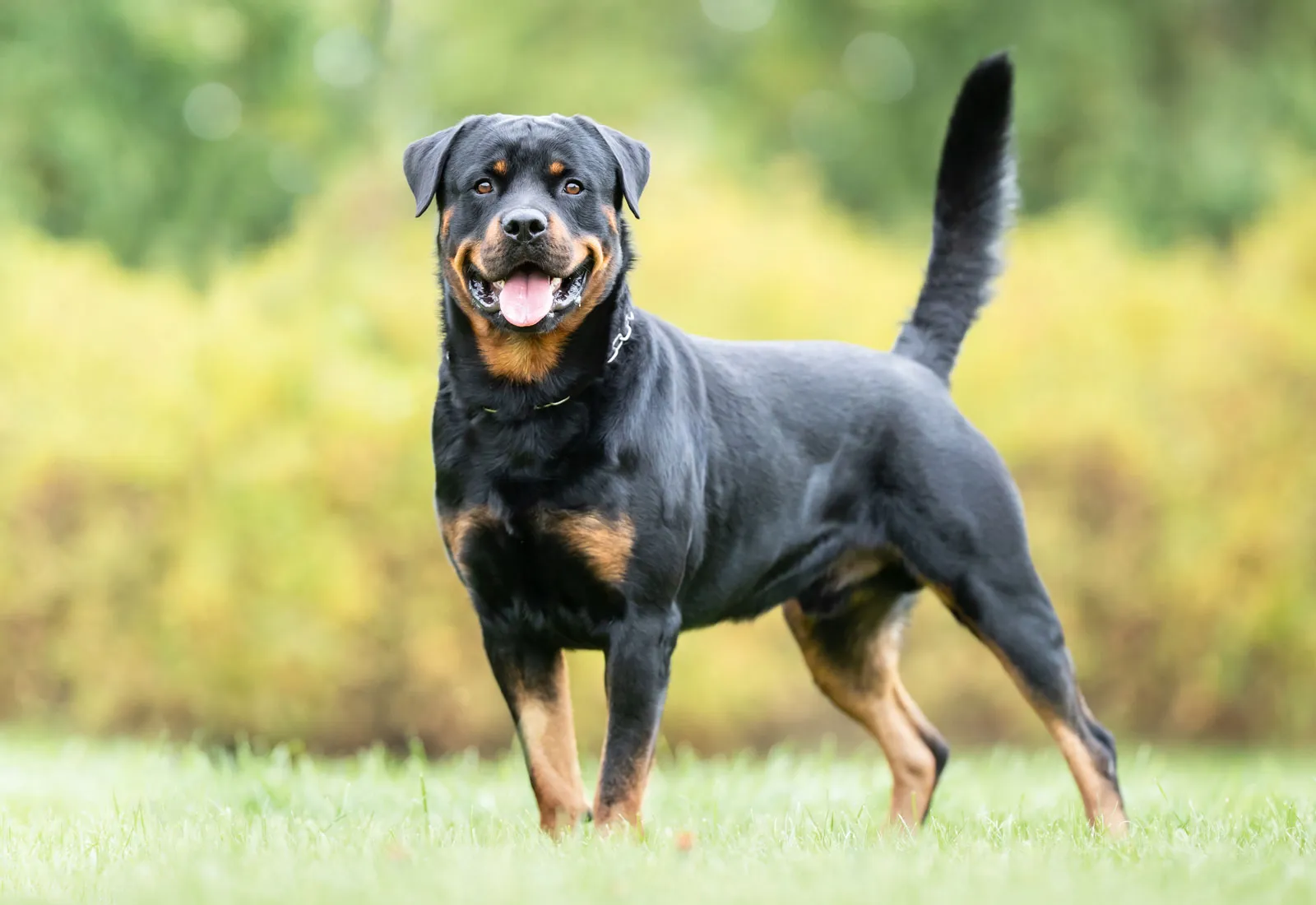 rottweiler dog ALpoybKR38tJXJWy