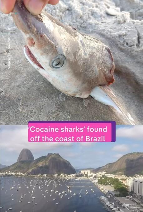 «Ναρκομανείς» καρχαρίες αλιεύθηκαν στη Βραζιλία: Οι τοξικολογικές εξετάσεις έδειξαν υψηλά επίπεδα κοκαΐνης στους μύες και το συκώτι screenshot 26 16