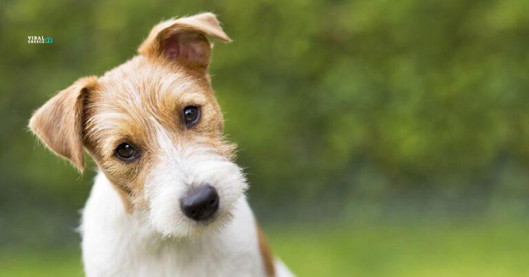 skylos_0-mv07rl680ZTz2jbn