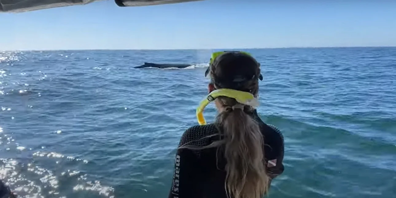 Φάλαινα πετάει στον αέρα κολυμβητή (VIDEO) whaa.jpg