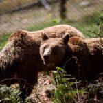 Χωριστά μετά από 10 χρόνια κοιμήθηκαν οι ηλικιωμένες αρκούδες του ΑΡΚΤΟΥΡΟΥ