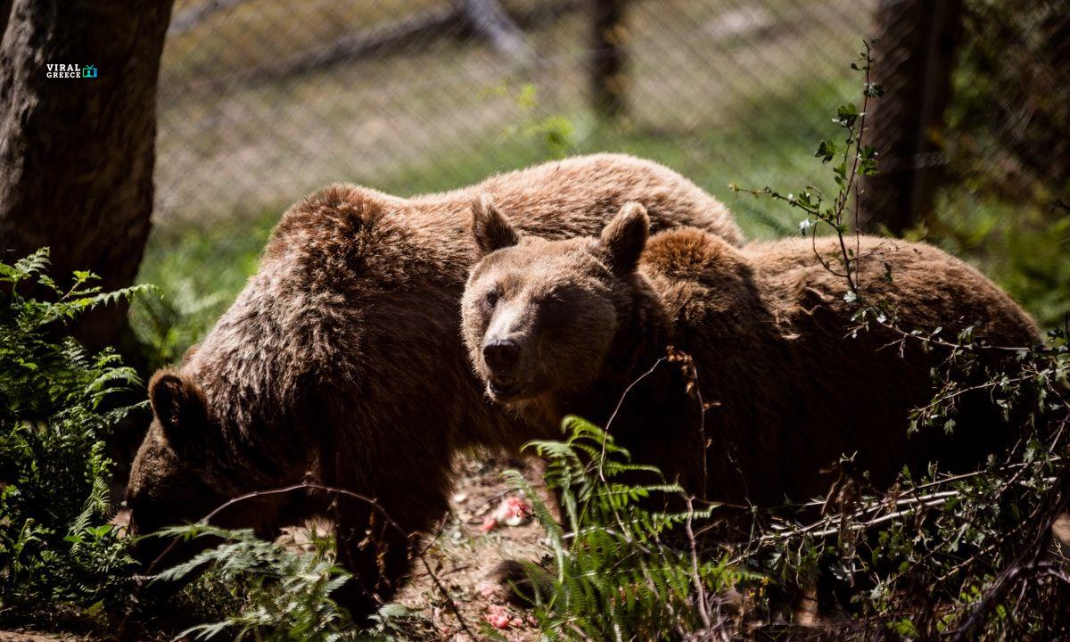 Χωριστά μετά από 10 χρόνια κοιμήθηκαν οι ηλικιωμένες αρκούδες του ΑΡΚΤΟΥΡΟΥ 7b3ea425-Arcturos_Alexandra_Sasa_03