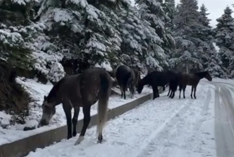 be919778-25c6-4480-a153-74c844c00159