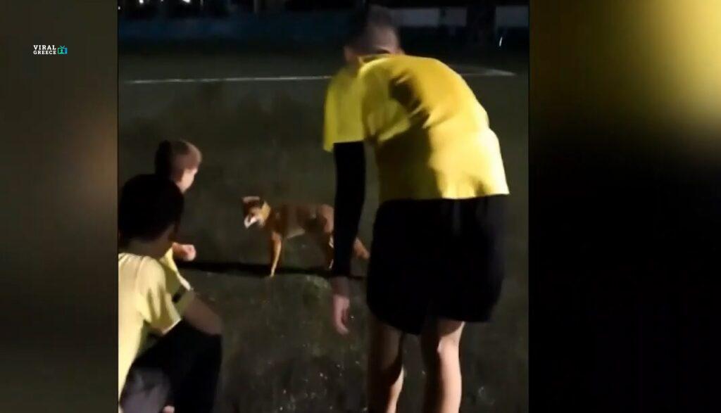 Πάτρα: Αλεπού πήγε για μπάλα σε γήπεδο ποδοσφαίρου