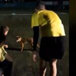 Πάτρα: Αλεπού πήγε για μπάλα σε γήπεδο ποδοσφαίρου