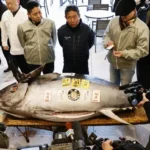 Ο Τόνος των 276 Κιλών που Πουλήθηκε για 1,3 Εκατομμύρια Δολάρια στην Ιαπωνία