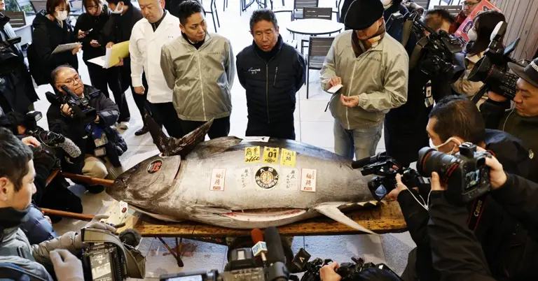 Ο Τόνος των 276 Κιλών που Πουλήθηκε για 1,3 Εκατομμύρια Δολάρια στην Ιαπωνία