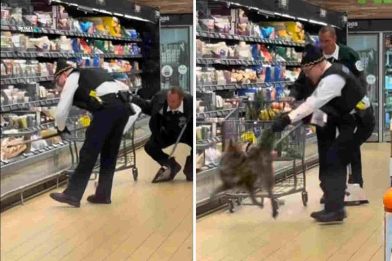 Κογιότ πήγε για ψώνια σε σούπερ μάρκετ στο Σικάγο ( VIDEO ) AA1xfkkP.img