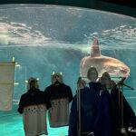 Ιαπωνία: Δημιούργησαν «χαρτονένιους φίλους» για να παρηγορήσουν μοναχικό ηλιόψαρο