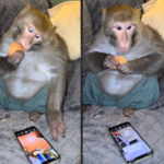 Μαϊμού TikTok Star: Το βίντεο που έχει τρελάνει το διαδίκτυο ( VIDEO )