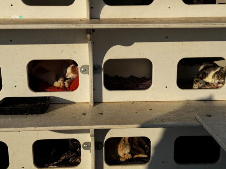 Πολυκατοικίες για γάτες στη Γλυφάδα adespota3