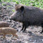 Αγριογούρουνα σκάβουν τάφους και περιφέρουν οστά στη Λευκάδα  Αγριογούρουνα σκάβουν τάφους και περιφέρουν οστά στη Λευκάδα