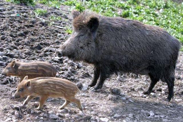 Αγριογούρουνα σκάβουν τάφους και περιφέρουν οστά στη Λευκάδα agriogourouna