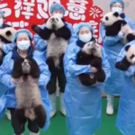 Με 25 μωρά πάντα η Κίνα γιόρτασε το σεληνιακό νέο έτος ( VIDEO )