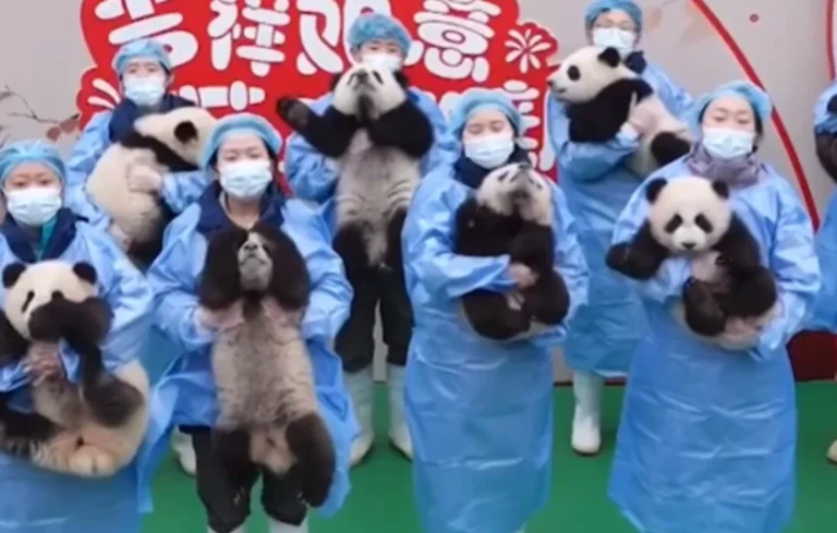 bb32124c-c6b7-476d-8b18-5a15aa6d70a1_pantt