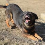 Επίθεση σκύλων σε πεζοπόρους στα Χανιά – Τραυματίας ένας άνδρας