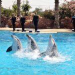 Το Αττικό Ζωολογικό Πάρκο αποχαιρετά τα δελφίνια: Οριστική μεταφορά στις ΗΠΑ Το Αττικό Ζωολογικό Πάρκο αποχαιρετά τα δελφίνια: Οριστική μεταφορά στις ΗΠΑ