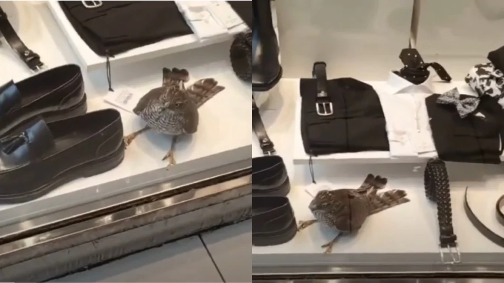 Θεσσαλονίκη: Γεράκι Παγιδεύτηκε σε Κατάστημα Ρούχων