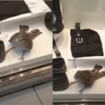 Θεσσαλονίκη: Γεράκι Παγιδεύτηκε σε Κατάστημα Ρούχων Θεσσαλονίκη: Γεράκι Παγιδεύτηκε σε Κατάστημα Ρούχων